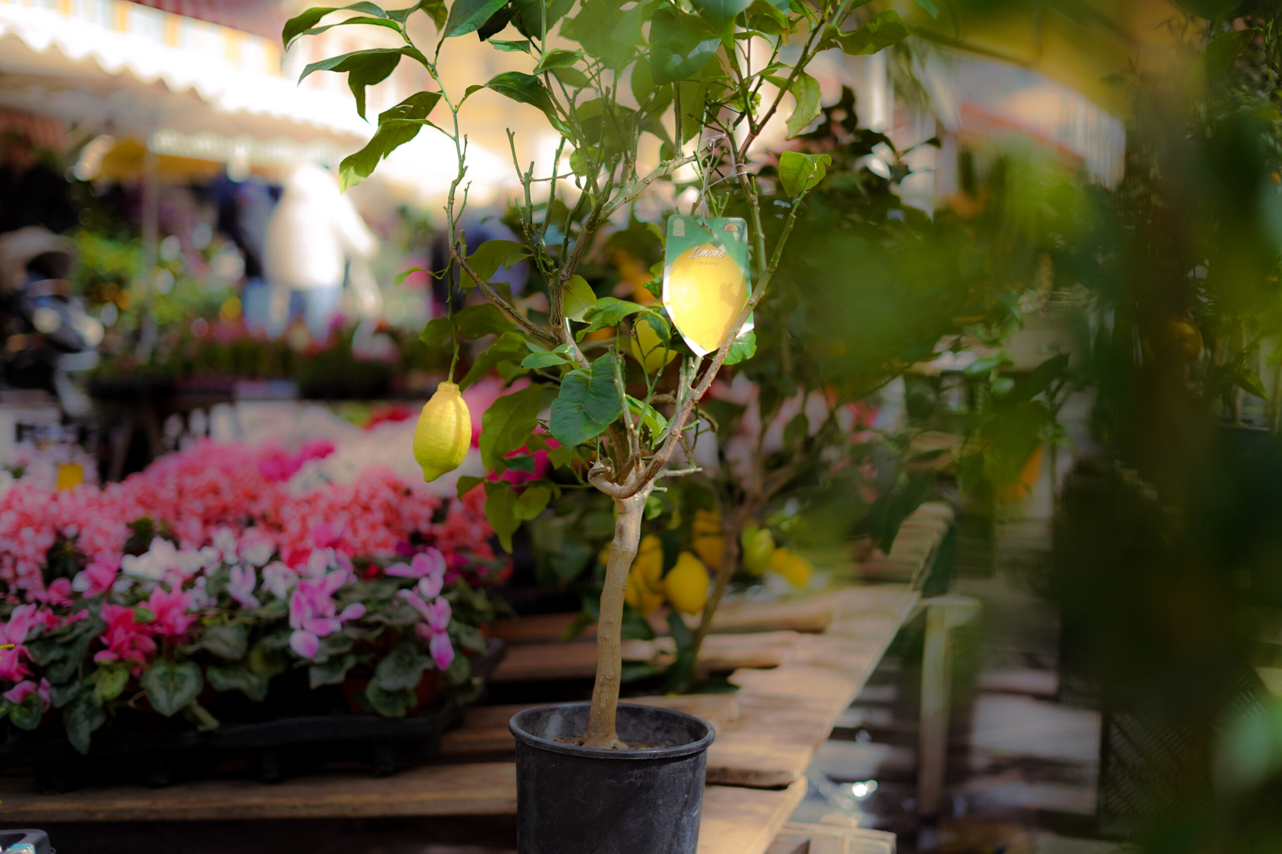 Cours Saleya Market - Ultimate Guide to Nice