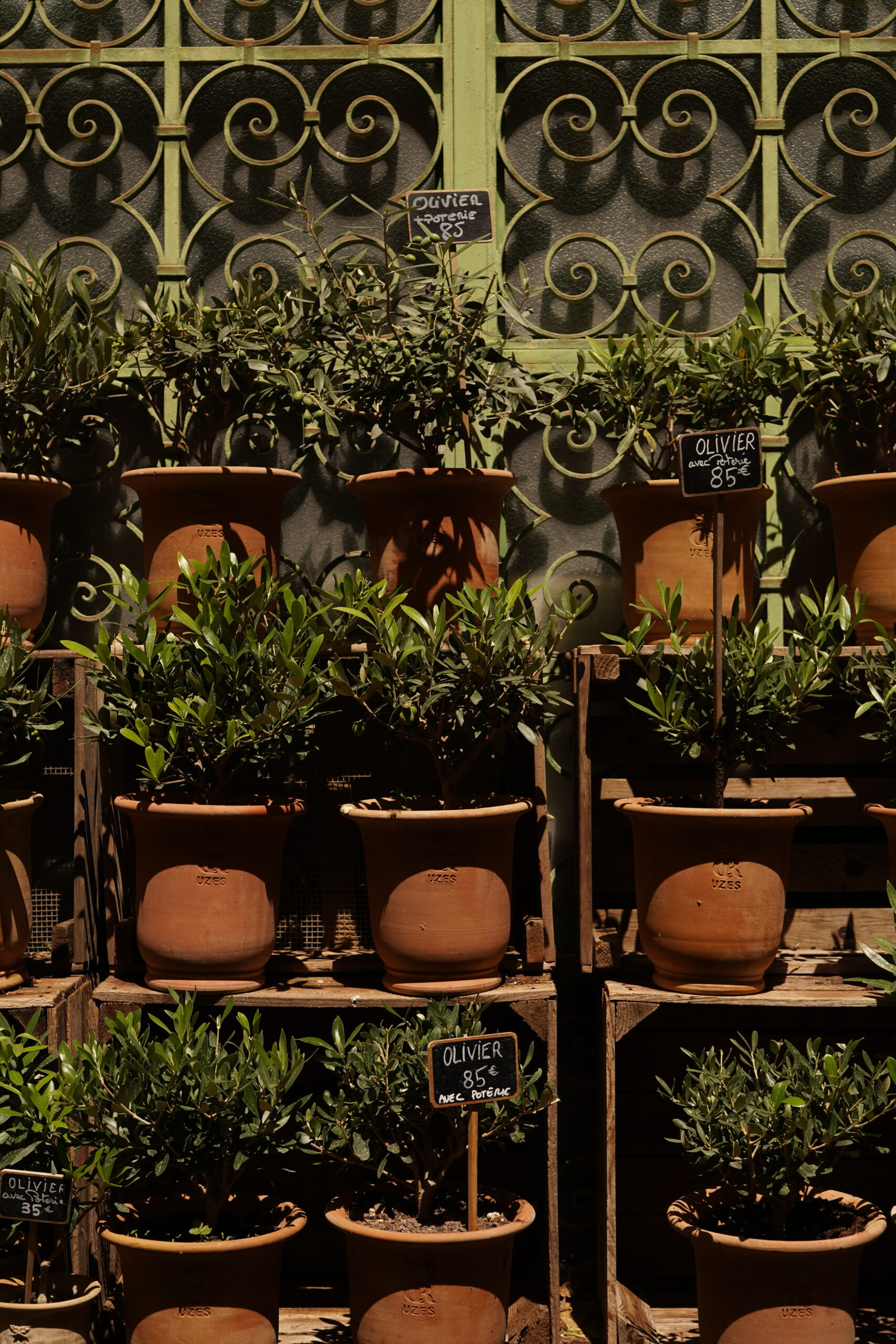 Small Olive Trees at Les Pots d'Uzes
