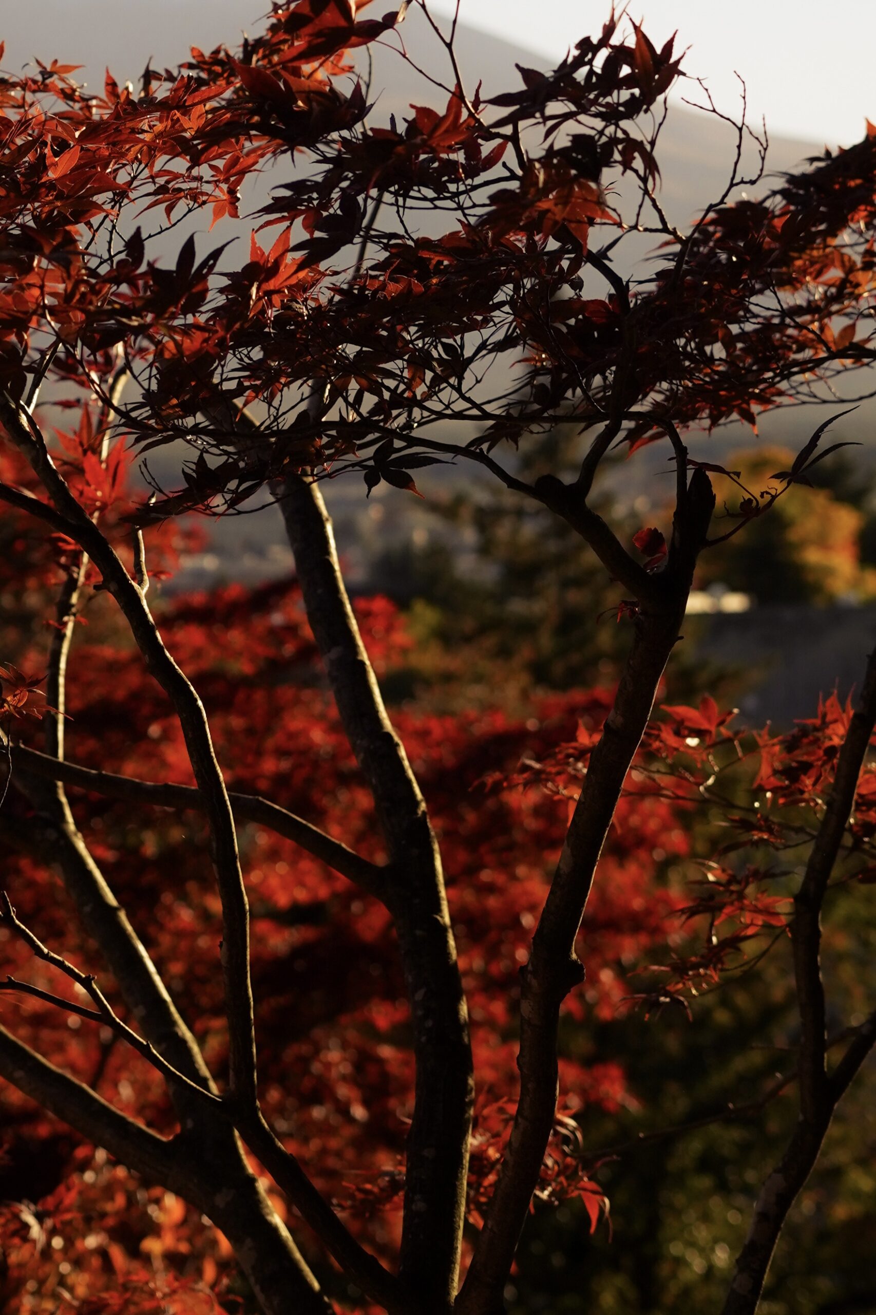 AUTUMN RED COLORS IN TOKYO