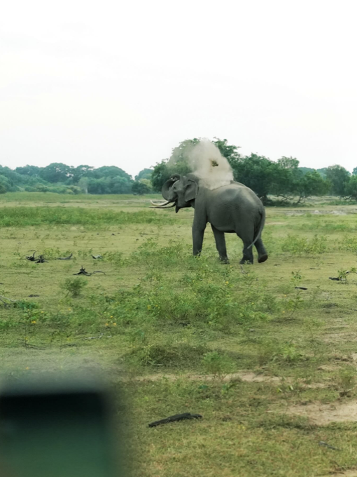 YALA NATIONAL PARK - Sri Lanka