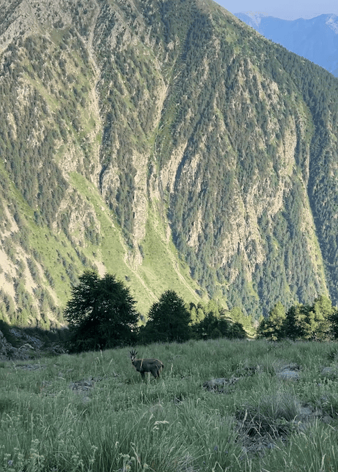 Animaux dans le mercantour